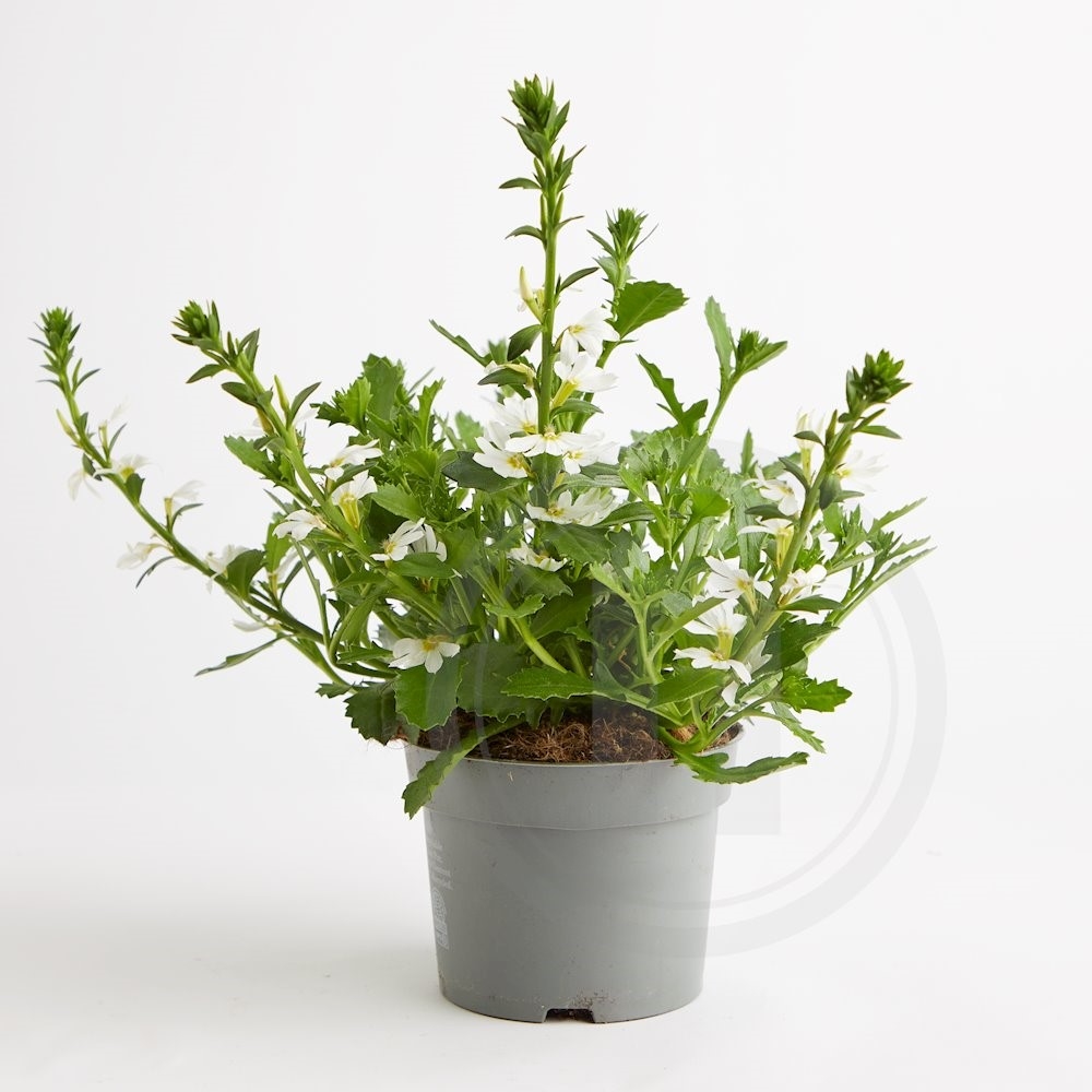 Scaevola Hvid