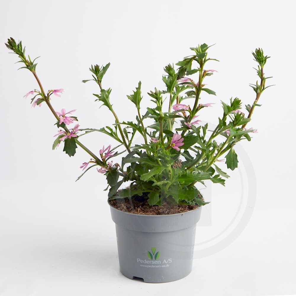 Scaevola Lyserød