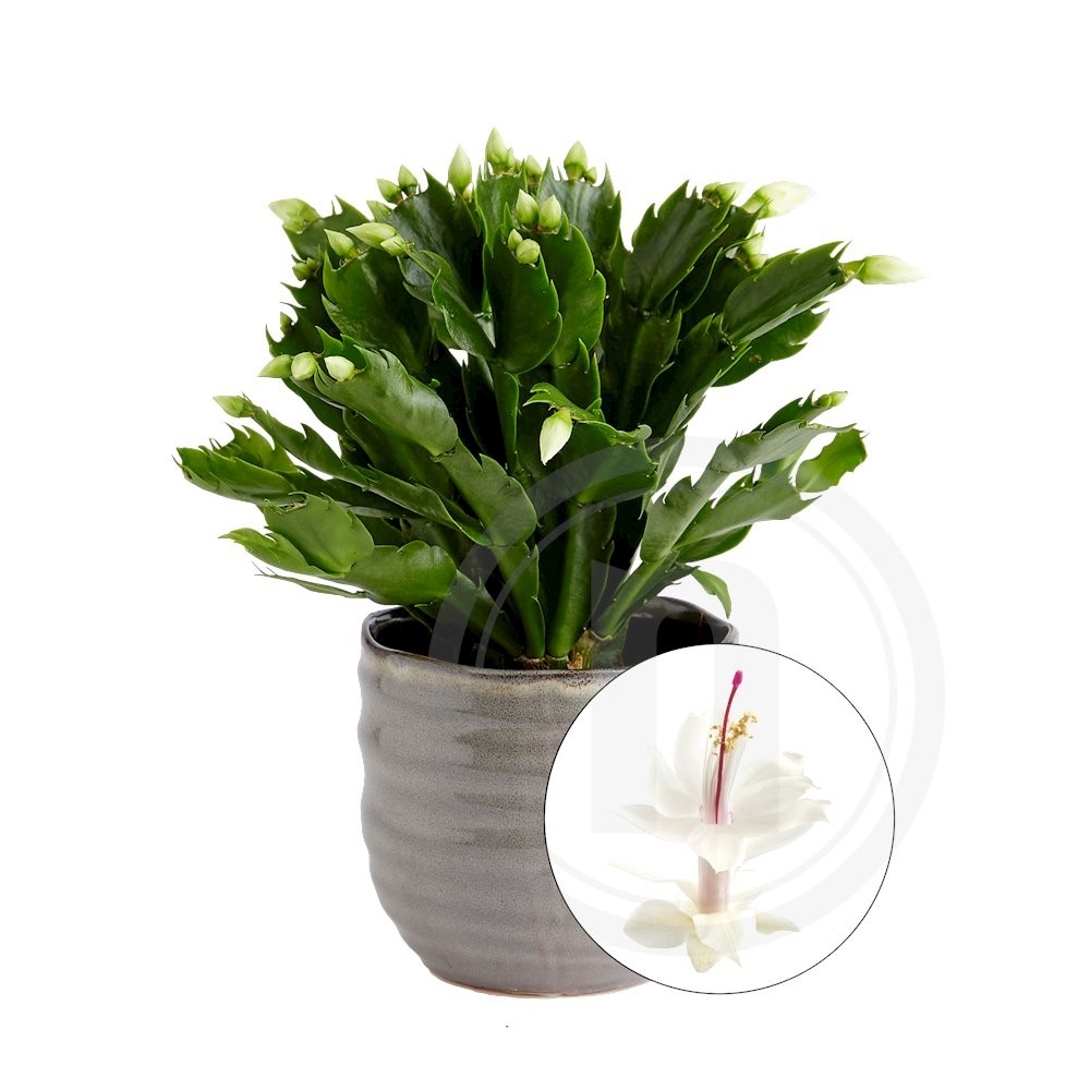 Schlumbergera hvid Novemberkaktus