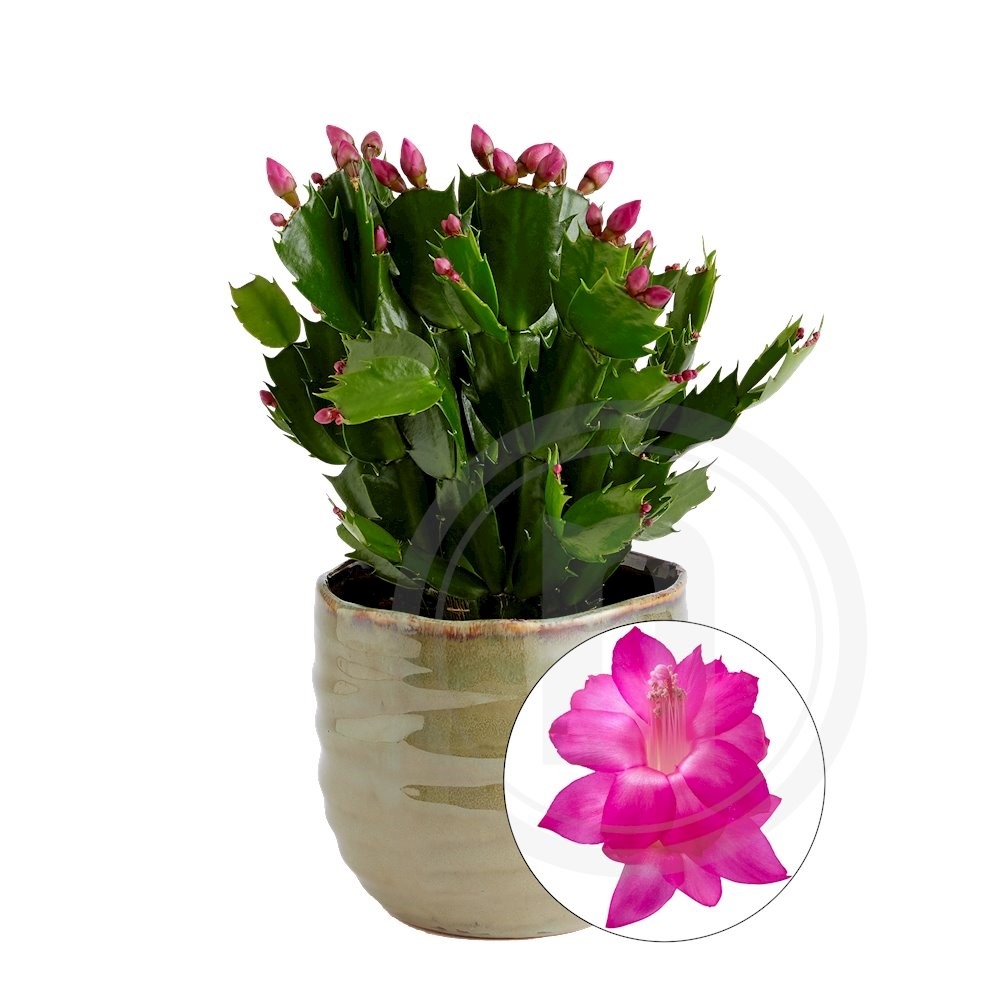 Schlumbergera lilla Novemberkaktus