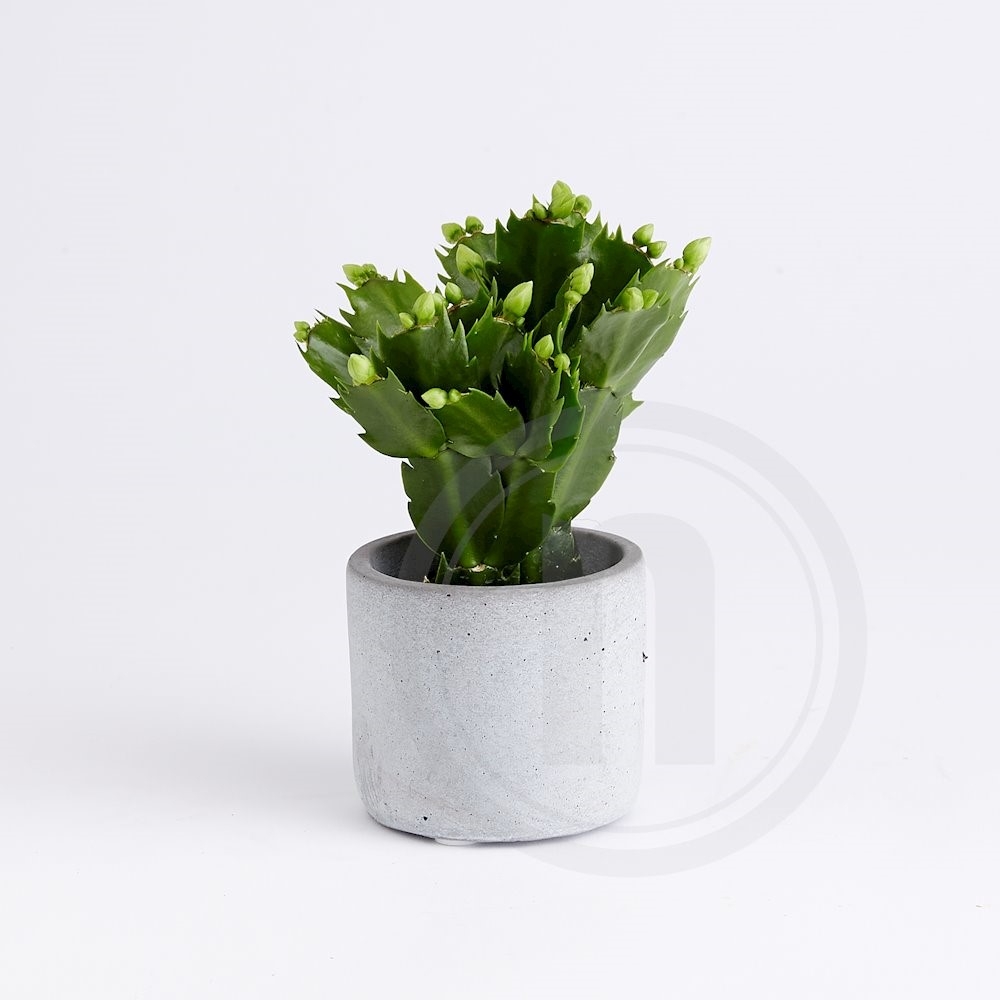 Schlumbergera mini hvid Ø6 cm