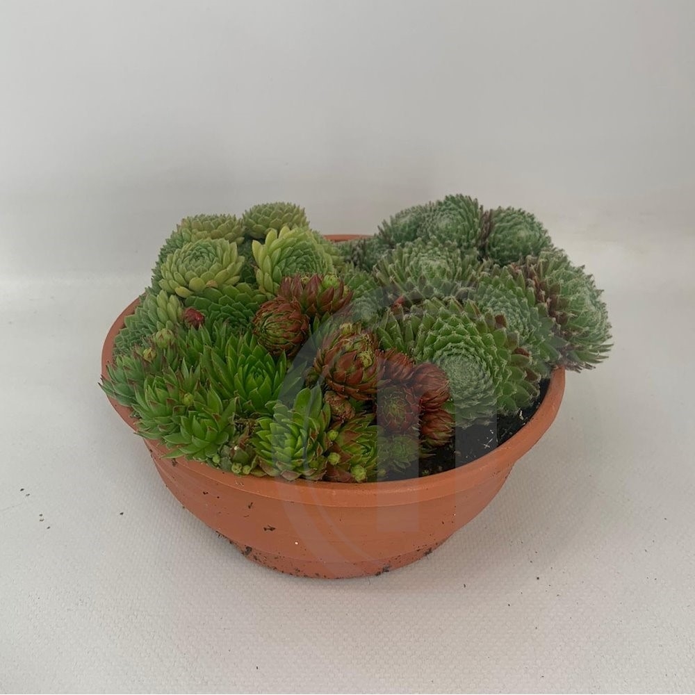 Sempervivum - Husløg