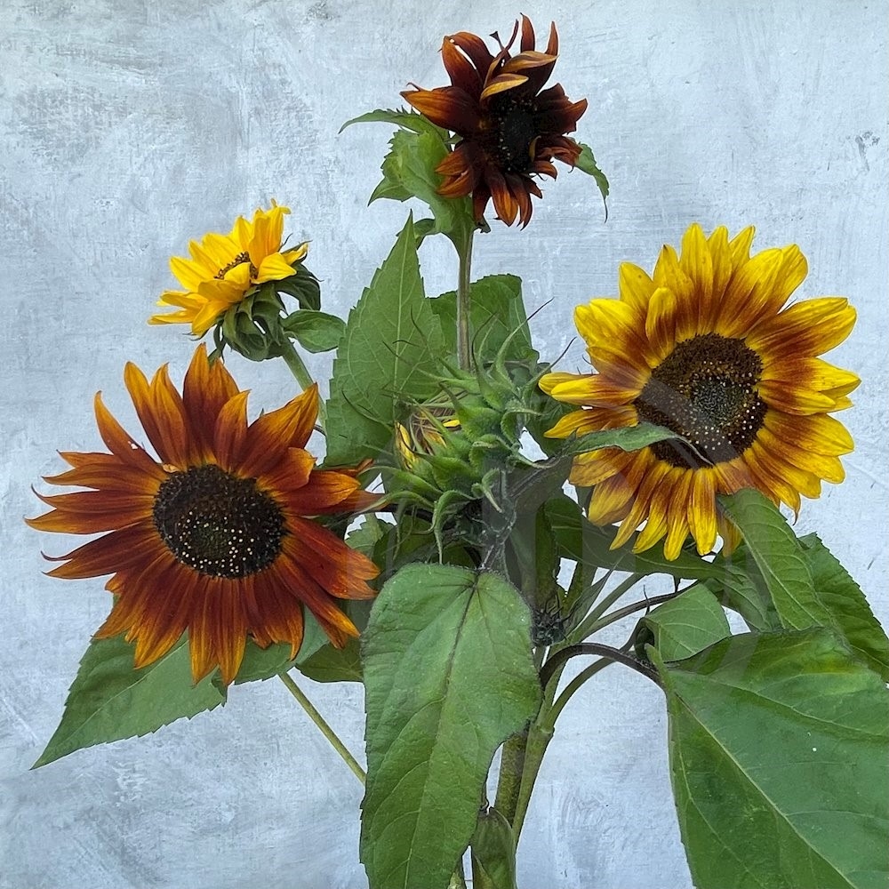 Brede Havekiosk Solsikke Øko