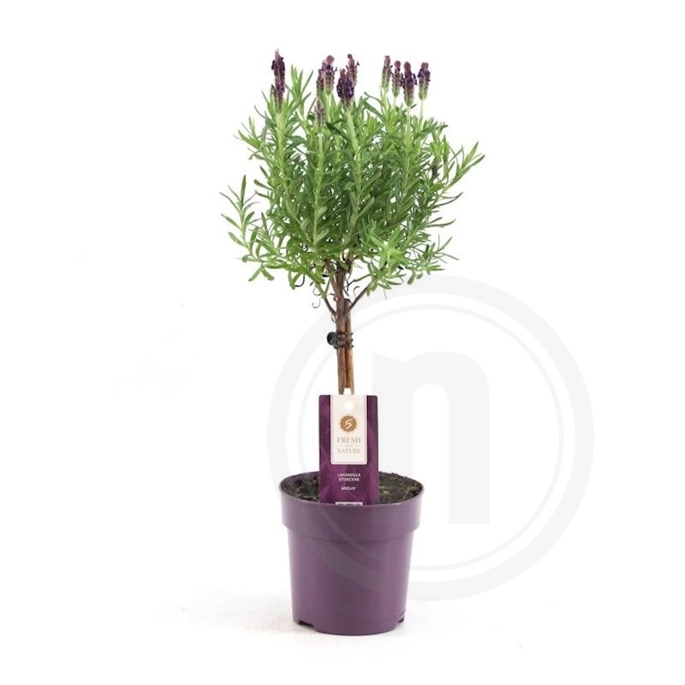 Sommerfuglelavendel opstammet