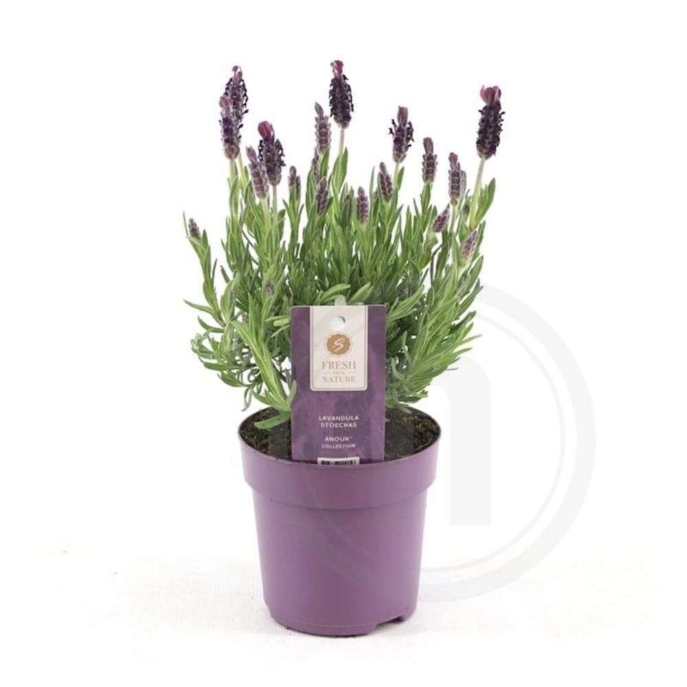 Anouk Sommerfuglelavendel