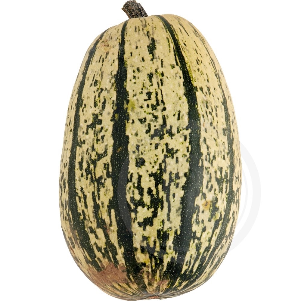 Spaghettisquash Øko