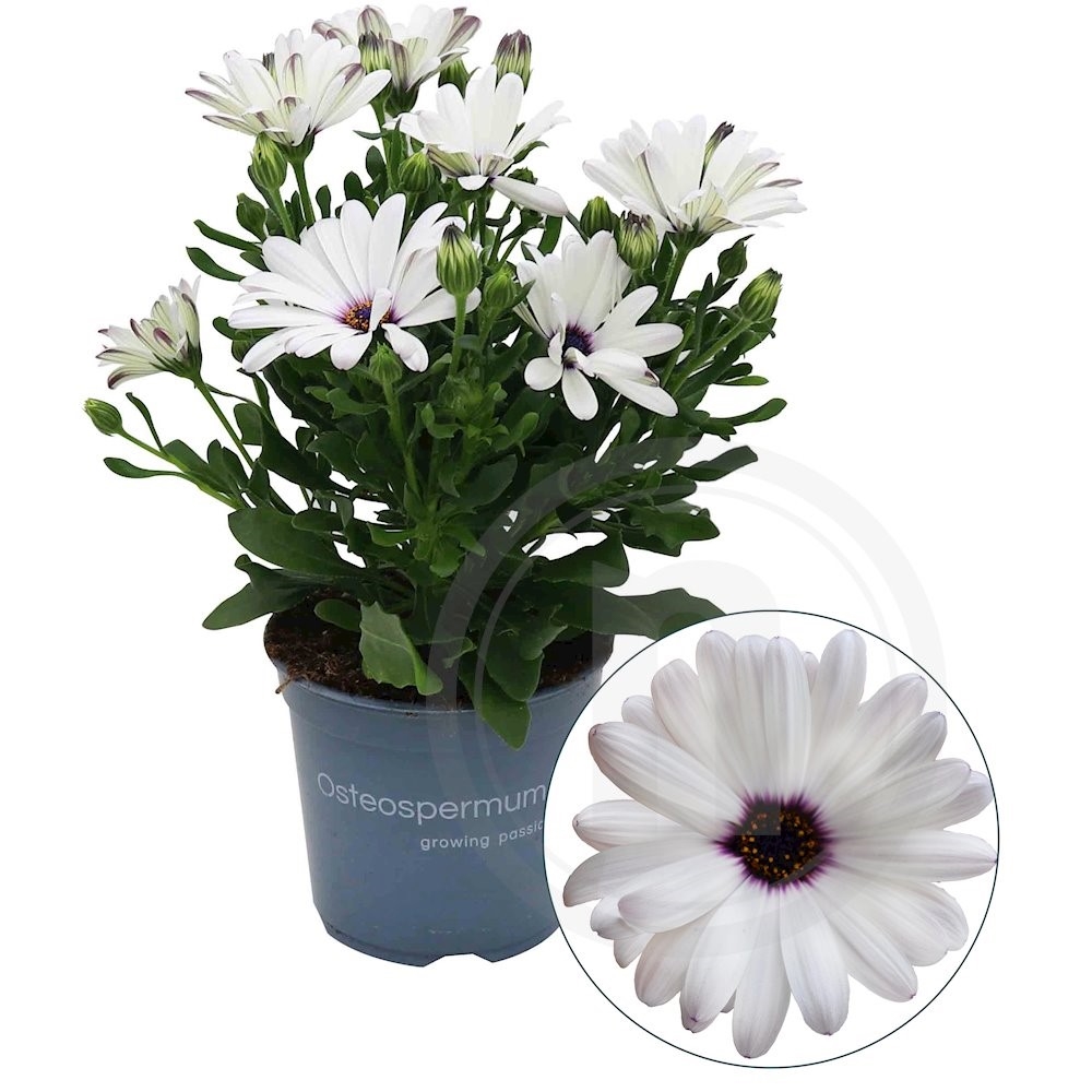 Spansk marguerit Hvid