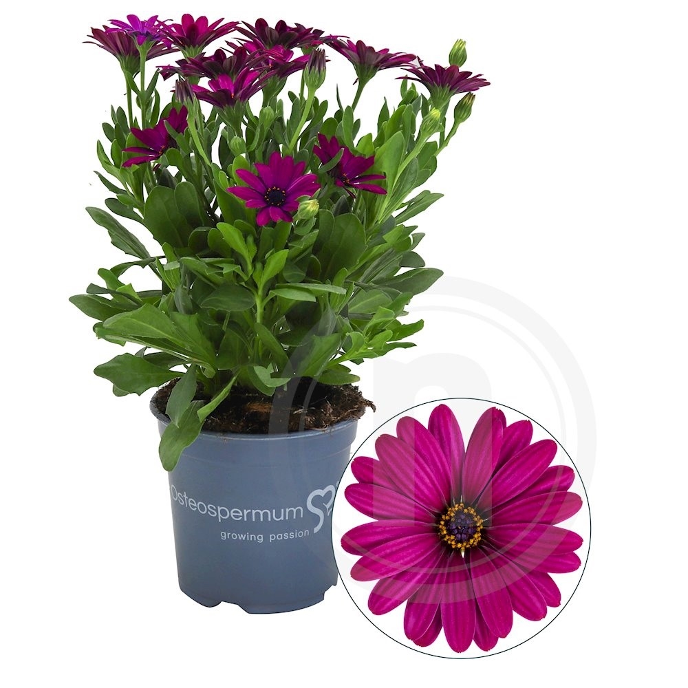 Spansk marguerit Lilla