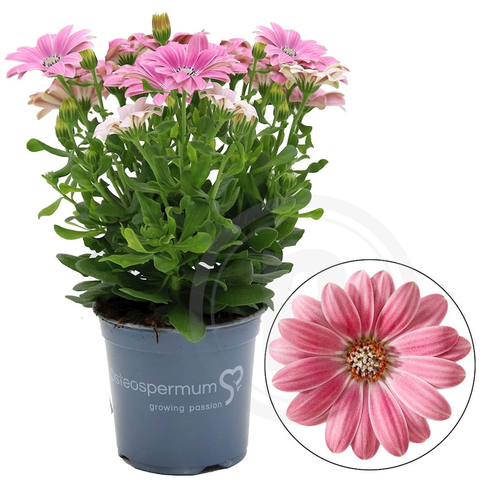 Spansk marguerit Pink/Rosa