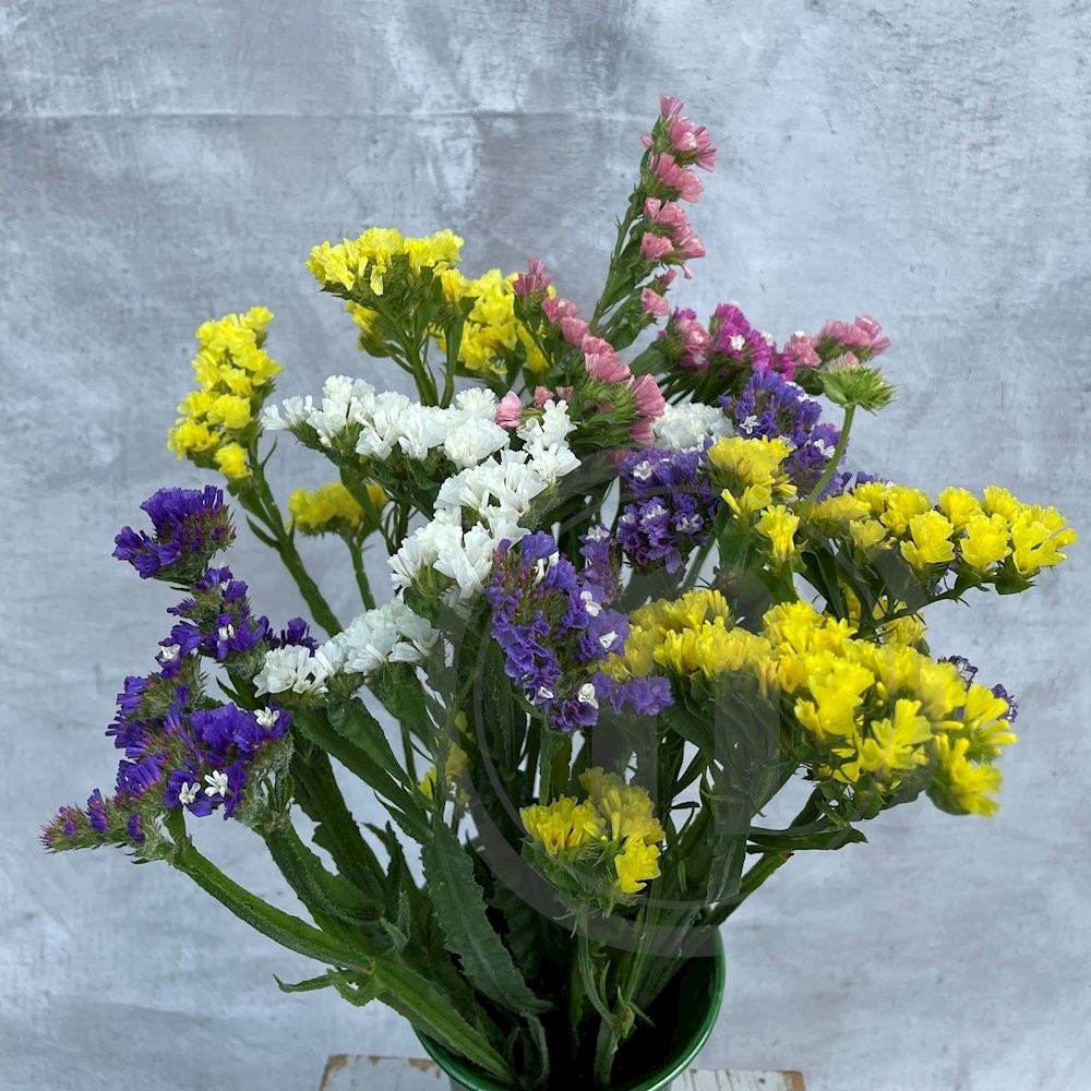 Brede Havekiosk Statice buket mix økologisk