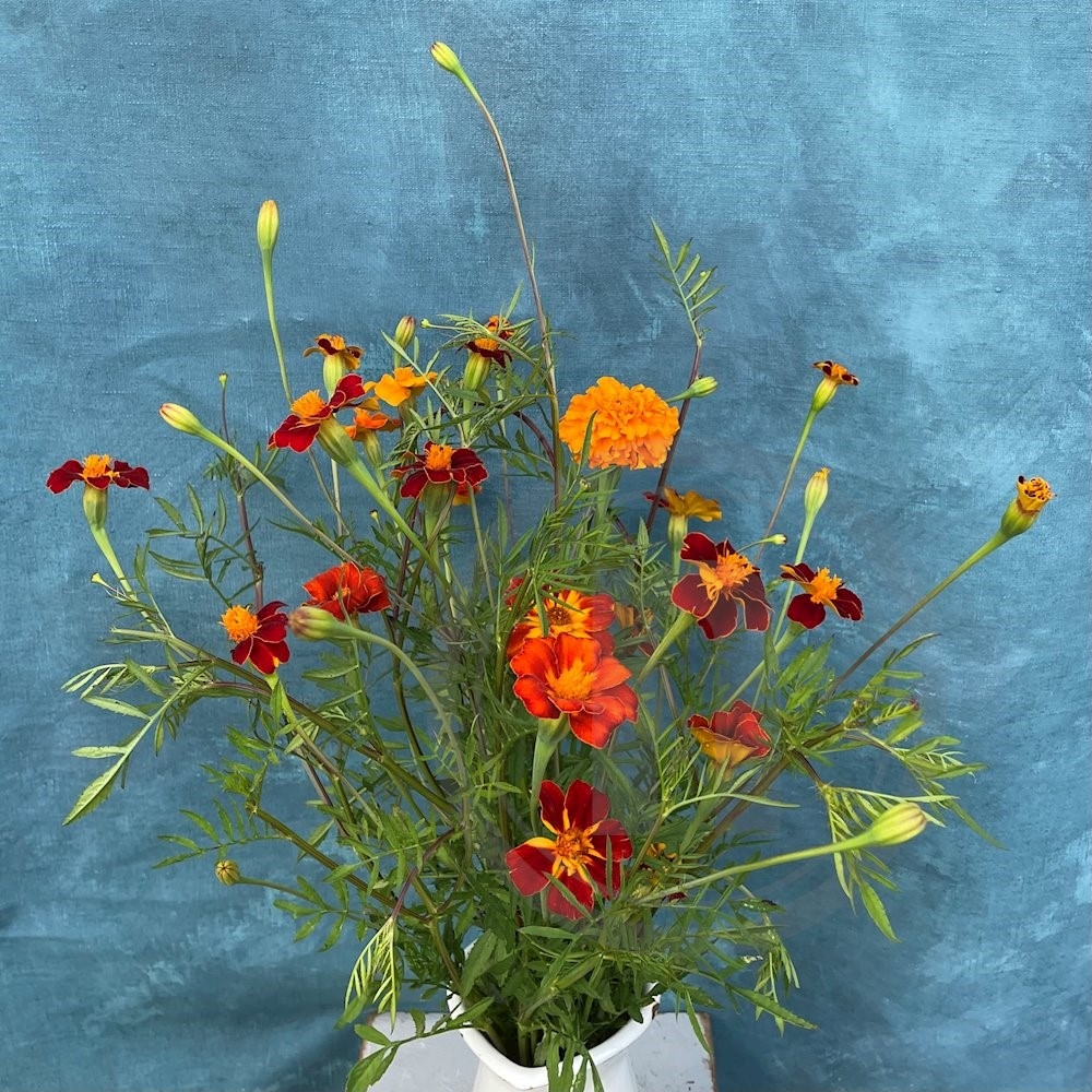 Brede Havekiosk Tagetes mix økologisk 1 bdt.