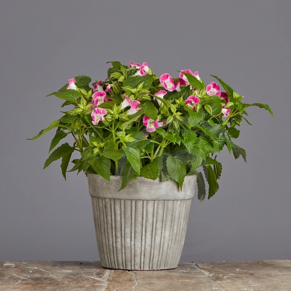 Torenia Lyserød Ønskeblomst Ø12 cm