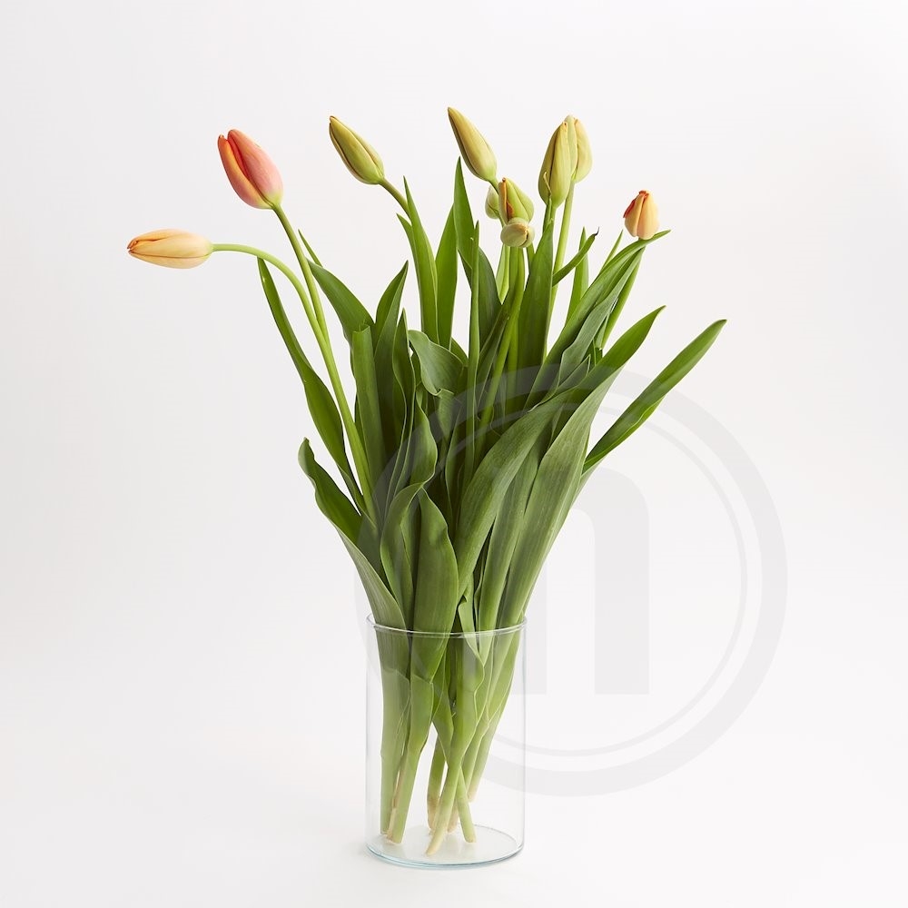 Tulipaner bdt. "Franske"