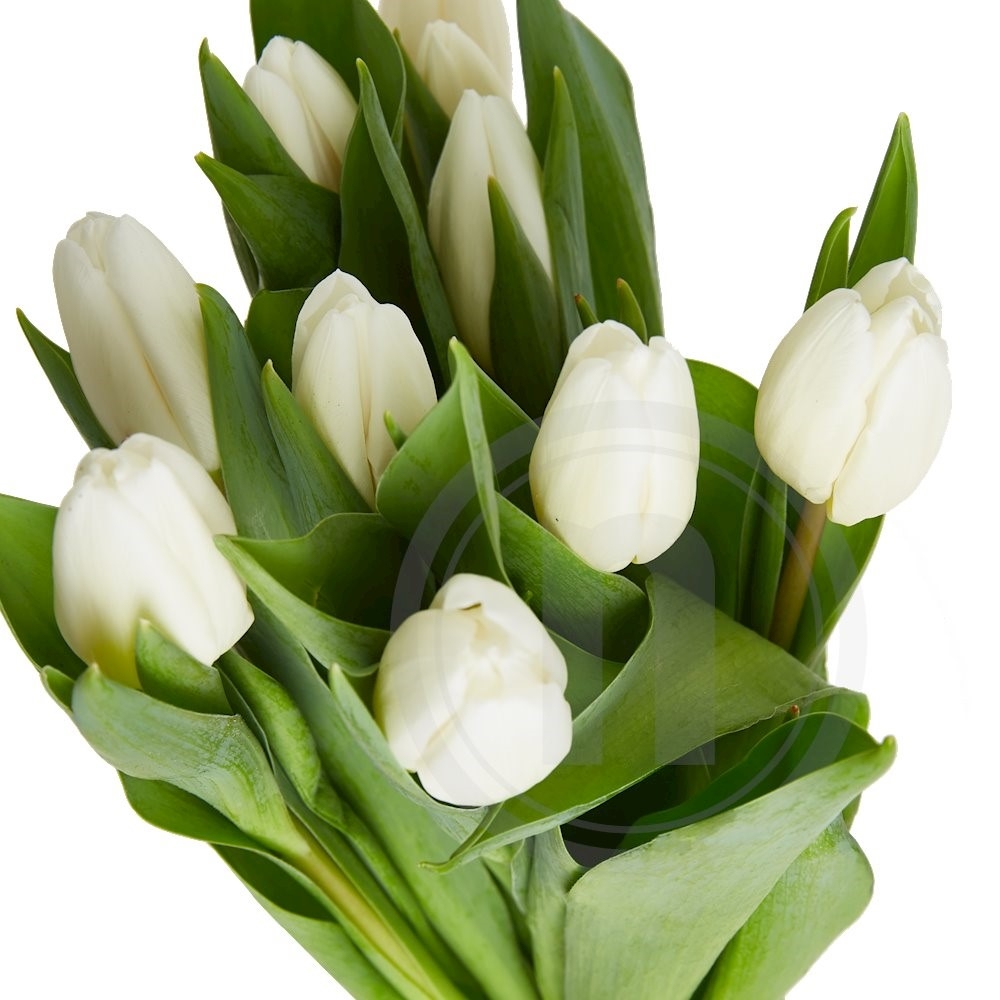 Tulipaner hvide 10 stilke