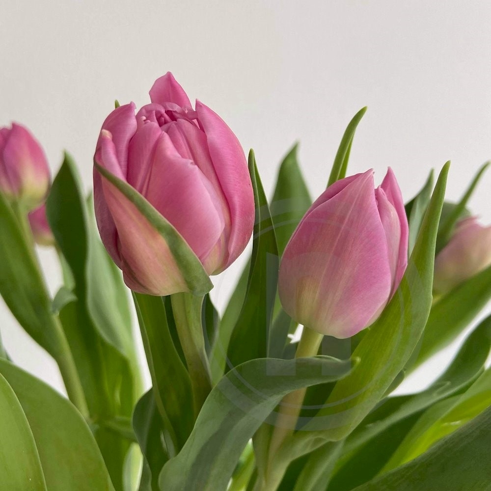Tulipaner Margarita dobbelte 10 stilke