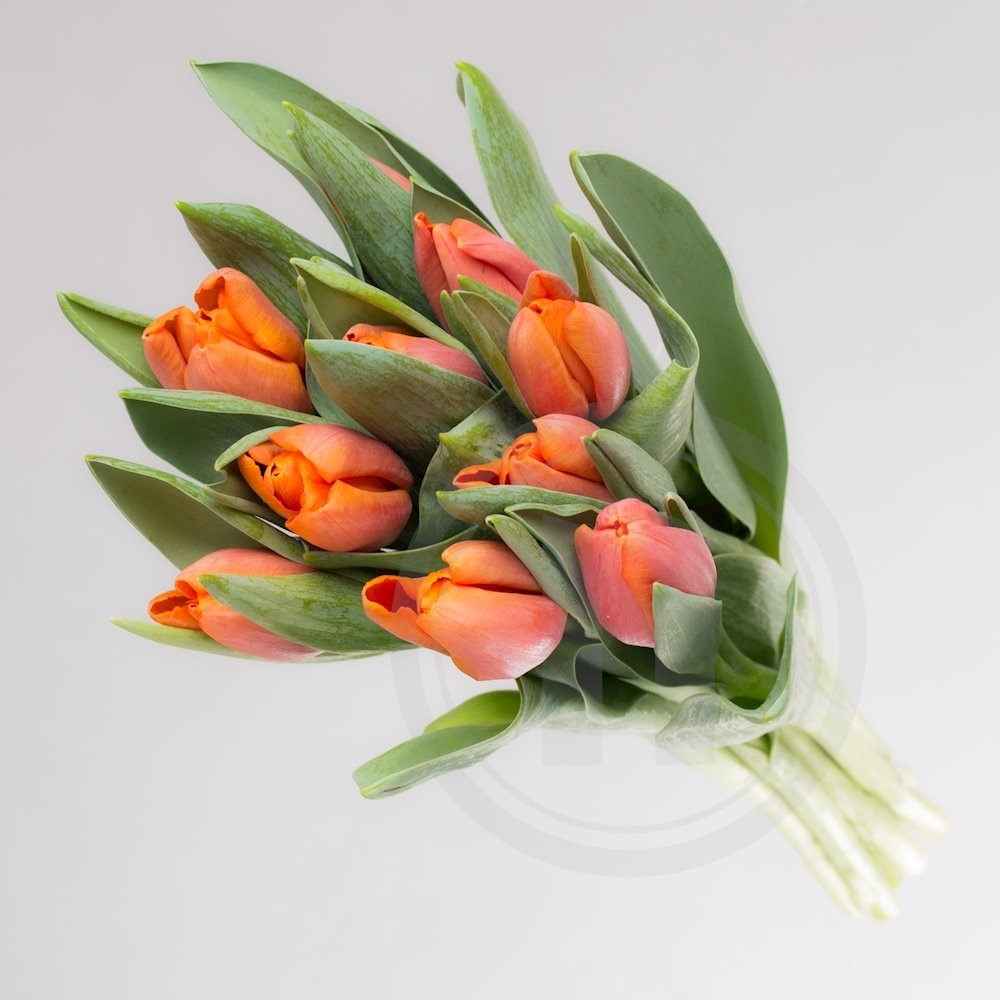Tulipaner bdt. orange