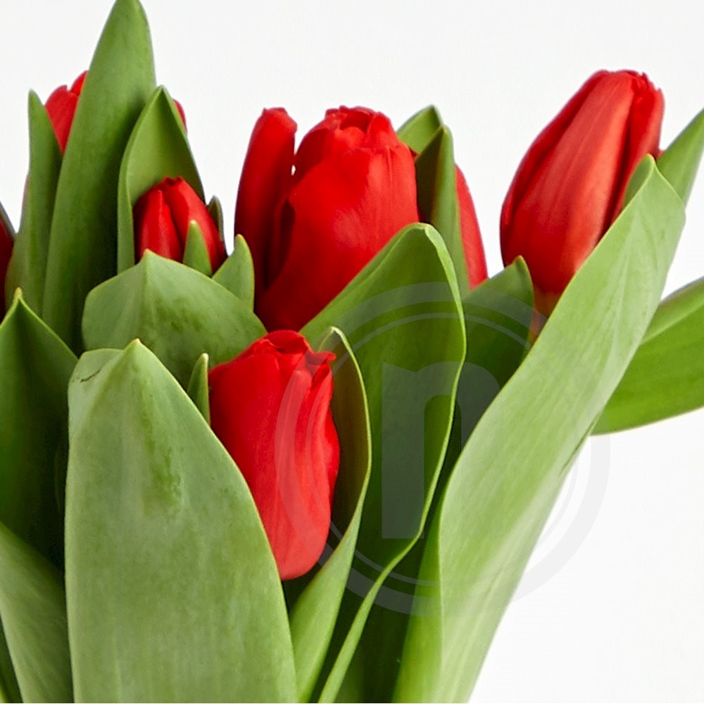 Tulipaner Bdt R d Leveret Med Nemlig tulipaner-bdt-r-d-leveret-med-nemlig