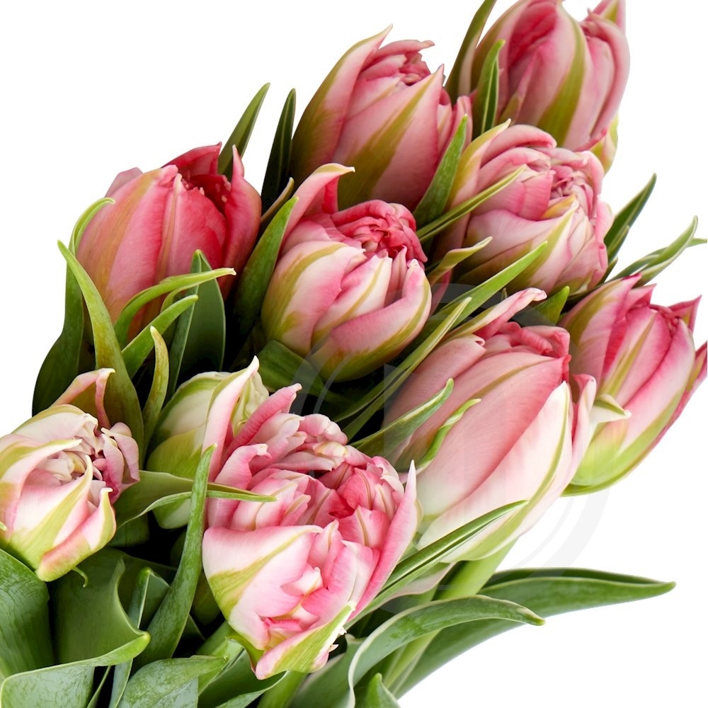 Tulipaner "Flashpoint"