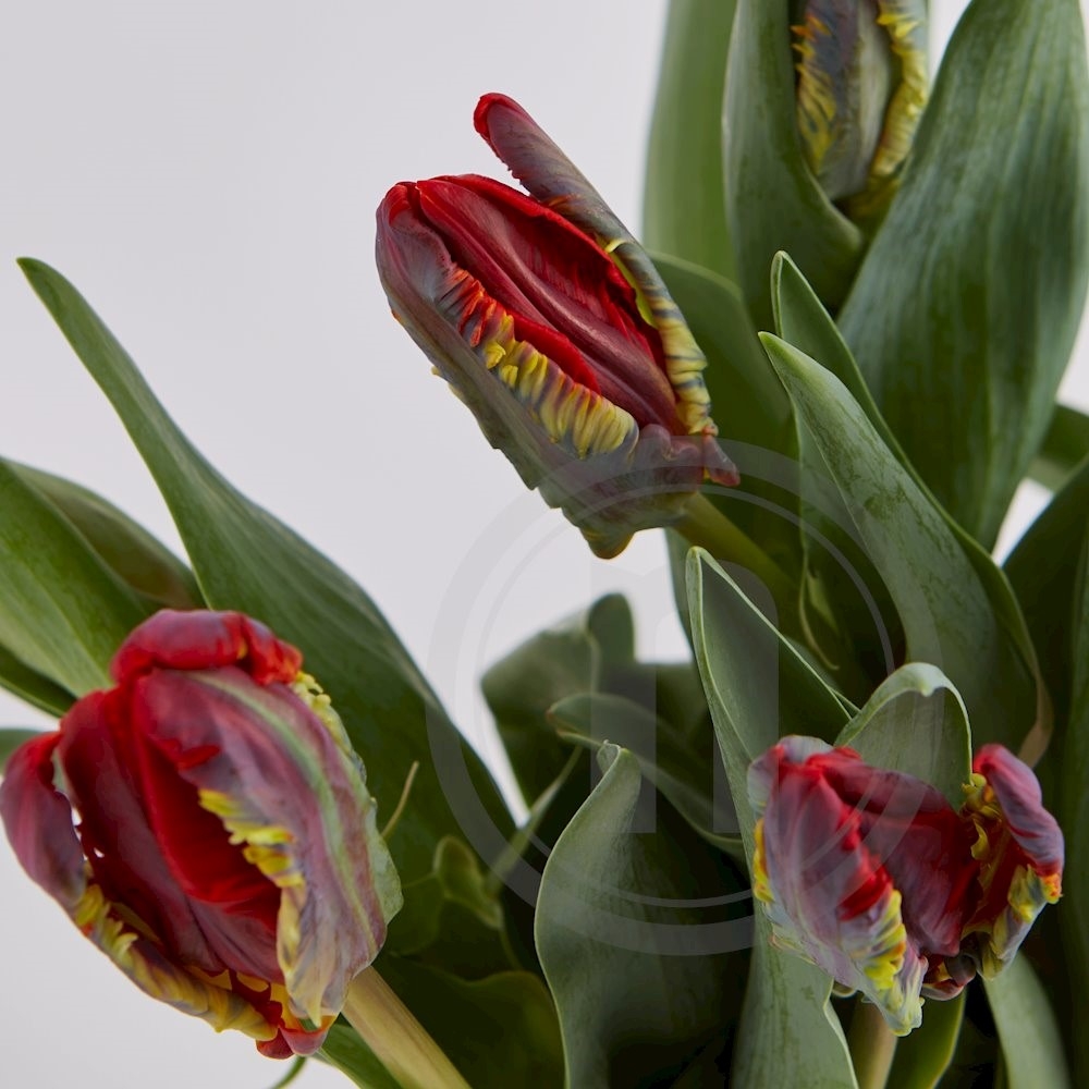 Tulipaner Rococo Dobbelte 10 stilke