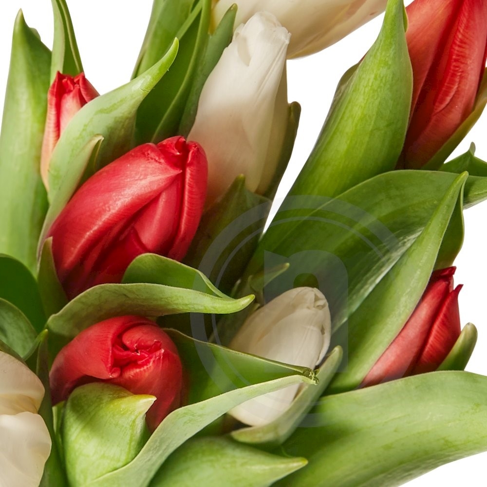 Tulipaner Rød/Hvid 10 stilke 40 cm