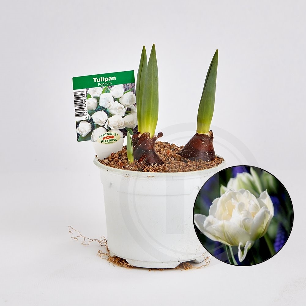 Tulipanløg "Popcorn"