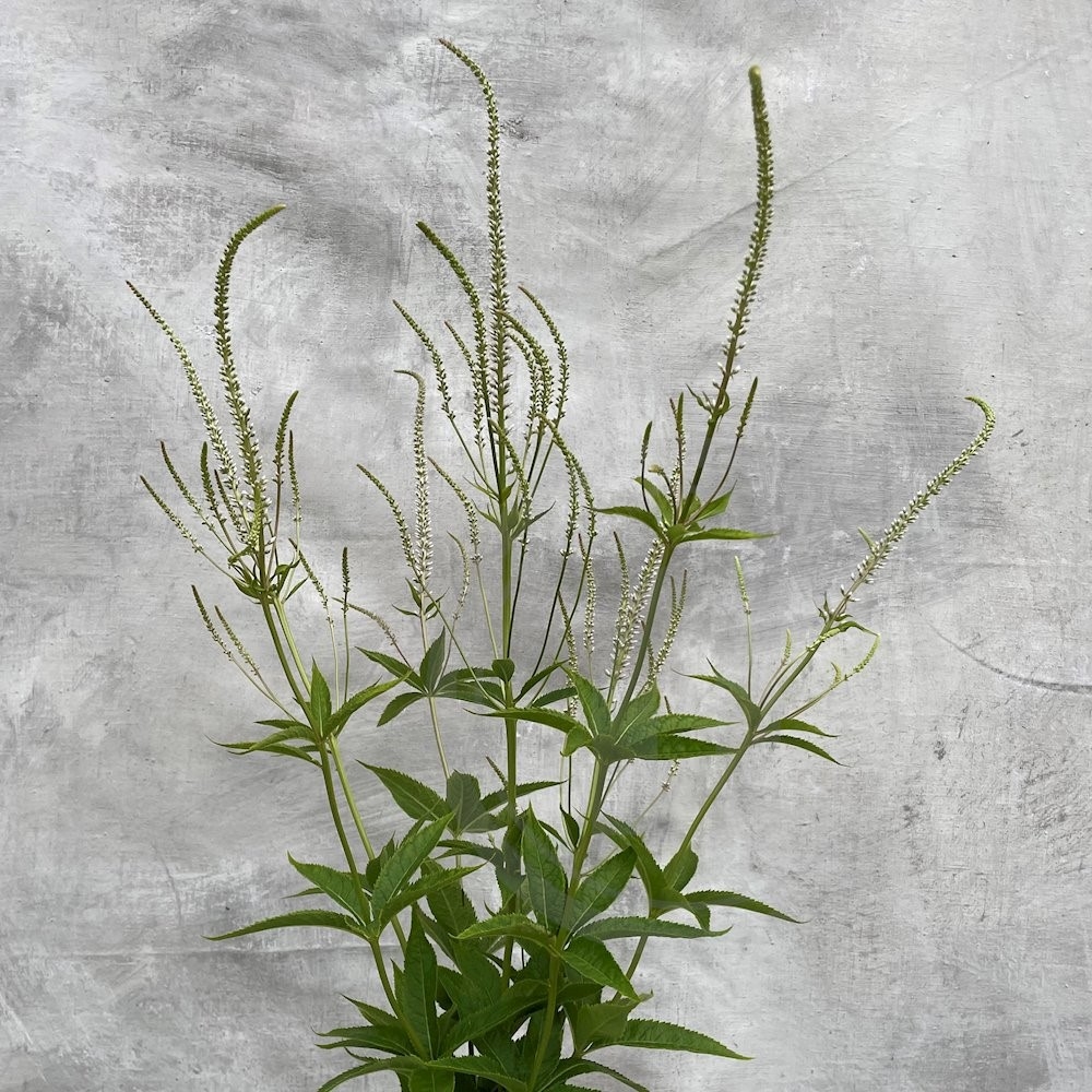 Brede Havekiosk Veronica økologisk 1 bdt