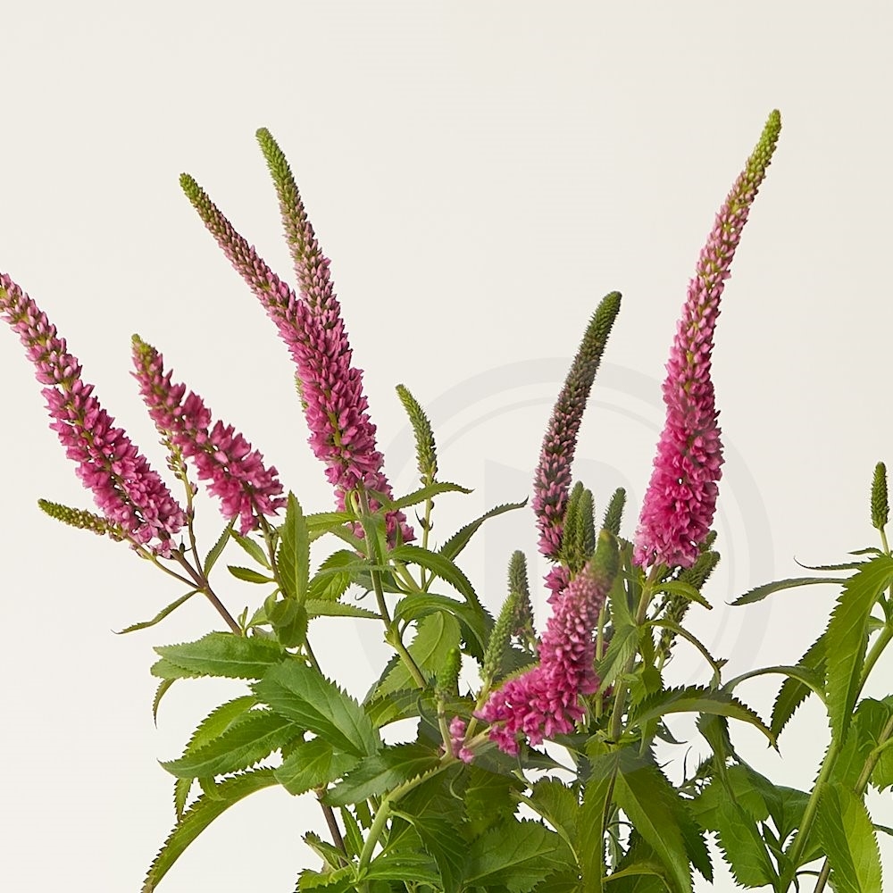 Veronica Buket Pink 10 stilke