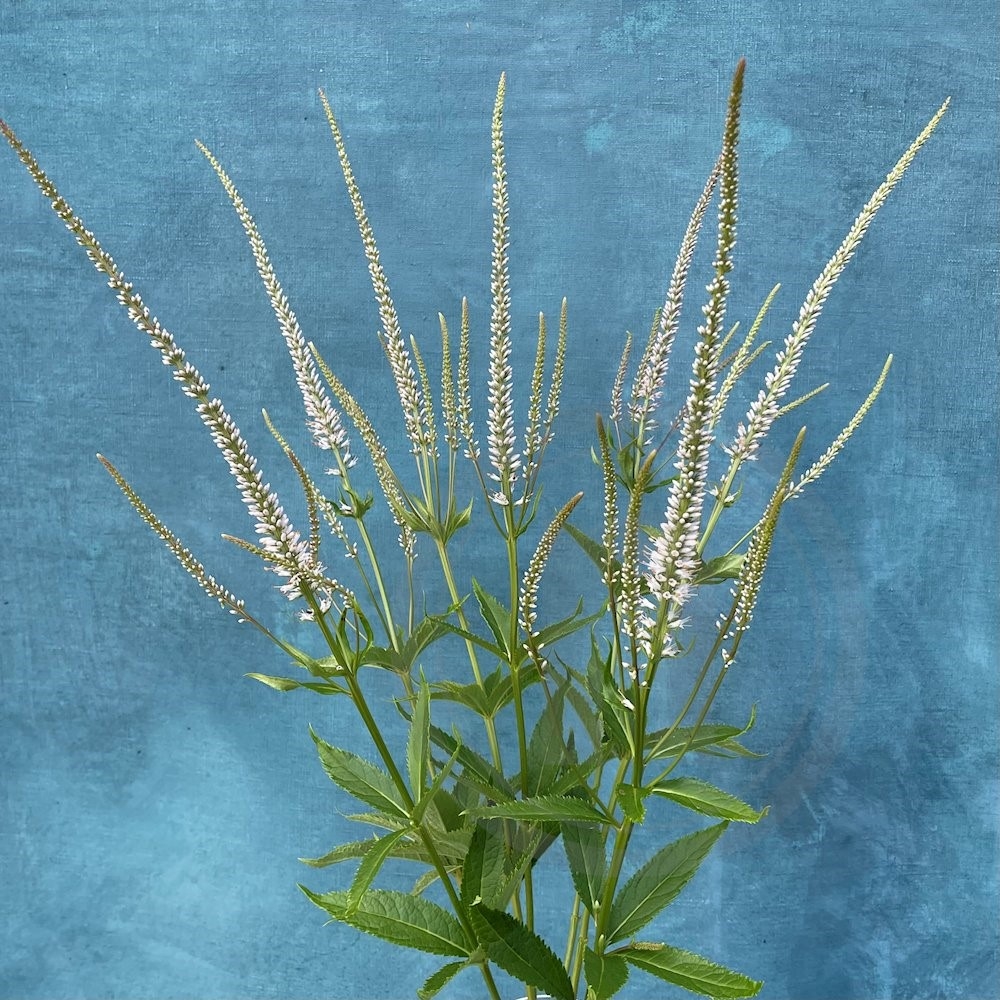 Brede Havekiosk Veronica Hvid/Lyserød Øko 1 bdt.