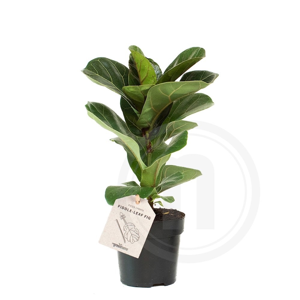 Violinfigen Ficus Lyrata . Ø11 cm