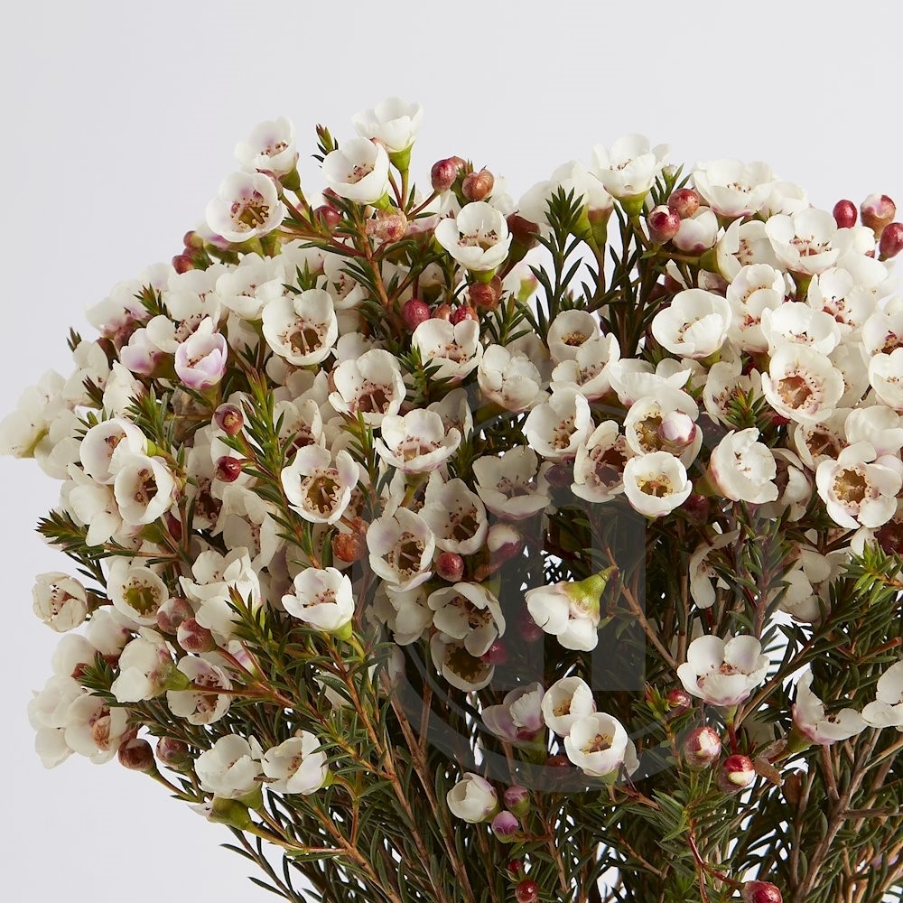 Voksblomst bdt. hvid/rosa