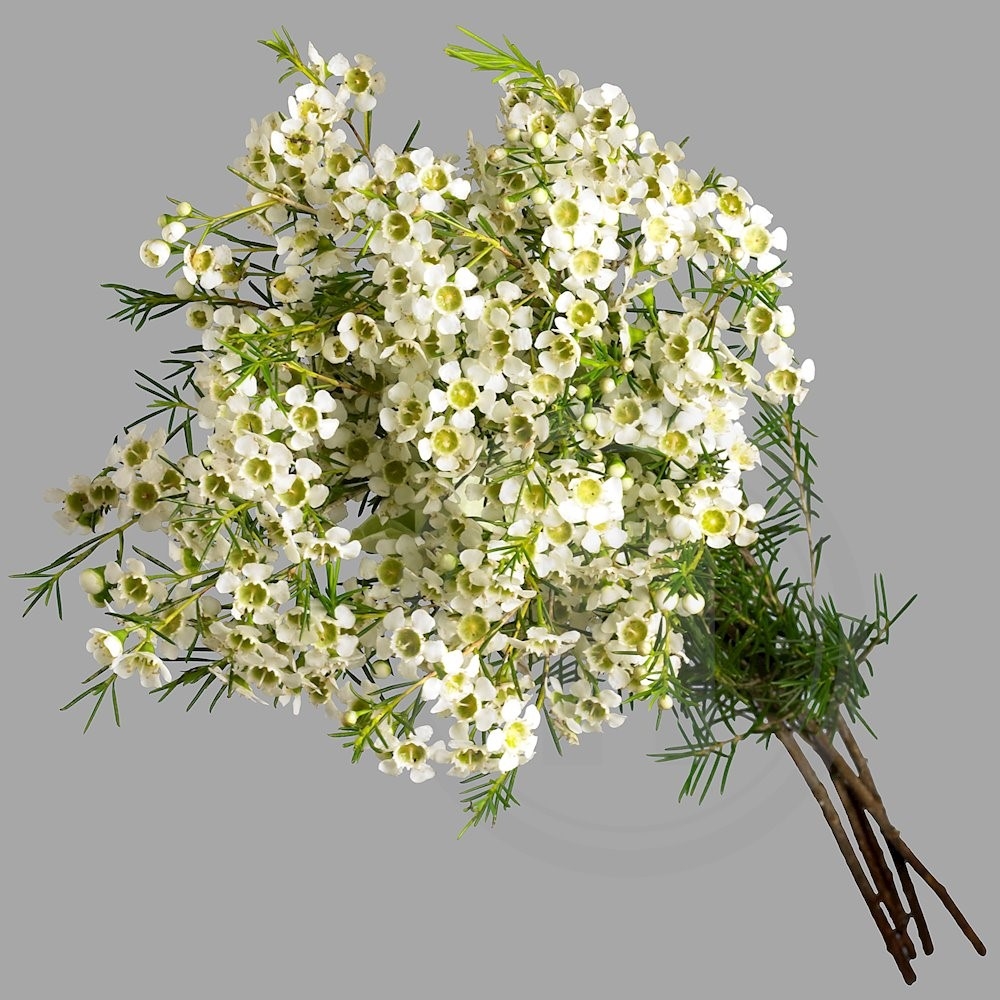 Voksblomst Hvidt Bdt. .