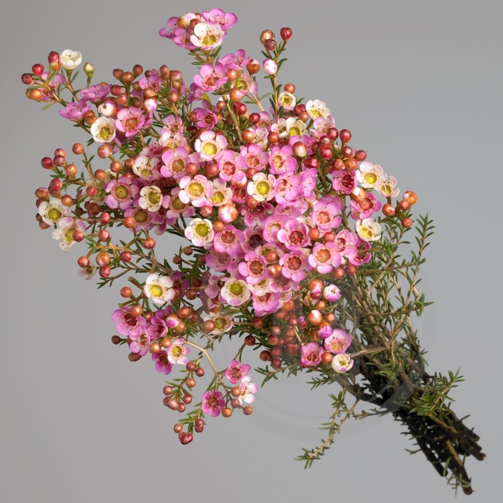 Voksblomst lyserødt bdt. 1 bdt.